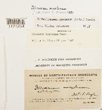 Dicranum montanum image