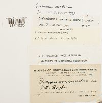 Dicranum montanum image