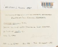 Dicranum montanum image