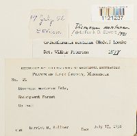 Dicranum montanum image