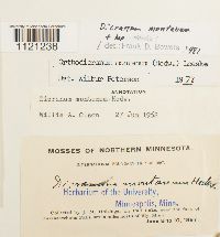 Dicranum montanum image