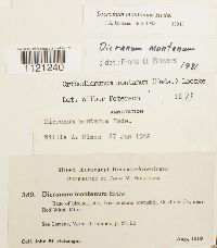 Dicranum montanum image