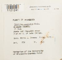 Dicranum montanum image