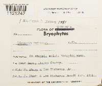 Dicranum montanum image