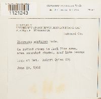 Dicranum montanum image