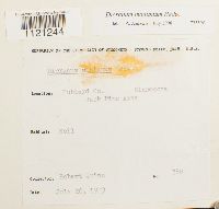 Dicranum montanum image