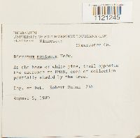 Dicranum montanum image