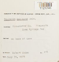 Dicranum montanum image