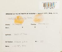 Dicranum montanum image