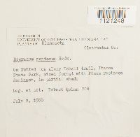 Dicranum montanum image