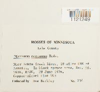 Dicranum montanum image