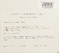 Dicranum montanum image