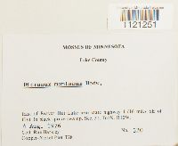 Dicranum montanum image