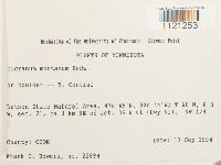 Dicranum montanum image