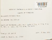 Dicranum montanum image