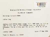 Dicranum montanum image