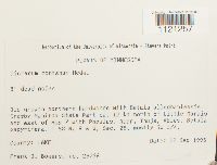 Dicranum montanum image