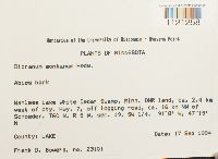 Dicranum montanum image