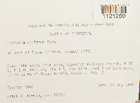 Dicranum montanum image