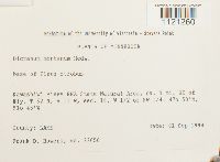 Dicranum montanum image