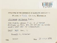 Dicranum montanum image