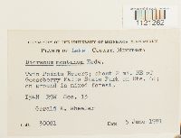 Dicranum montanum image