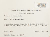 Dicranum montanum image