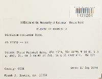 Dicranum montanum image