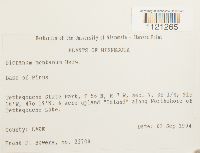 Dicranum montanum image