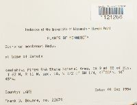 Dicranum montanum image