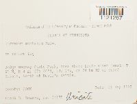 Dicranum montanum image