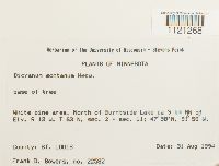 Dicranum montanum image