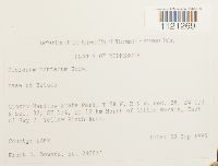 Dicranum montanum image