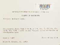 Dicranum montanum image