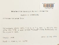 Dicranum montanum image