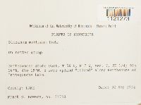 Dicranum montanum image