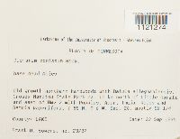 Dicranum montanum image