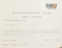 Dicranum montanum image