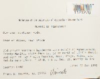 Dicranum montanum image