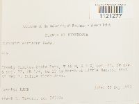 Dicranum montanum image