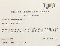 Dicranum montanum image