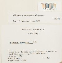 Media resource of Dicranum ontariense
