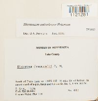 Dicranum ontariense image