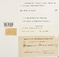 Dicranum ontariense image