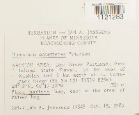 Dicranum ontariense image