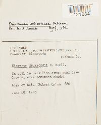 Dicranum ontariense image