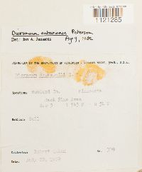 Dicranum ontariense image