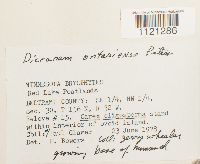 Dicranum ontariense image