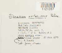 Dicranum ontariense image