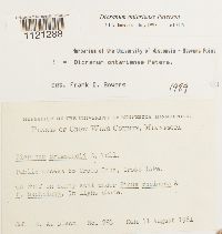 Dicranum ontariense image